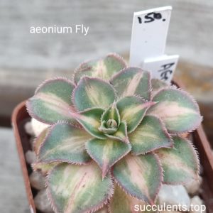 aeonium fly