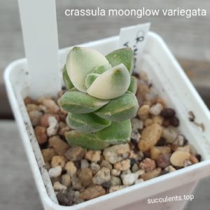 crassula moonglow variegata