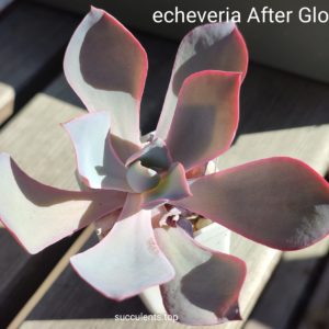 echeveria aften glow