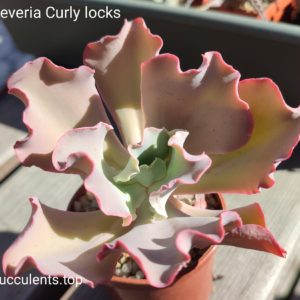 echeveria curly locks