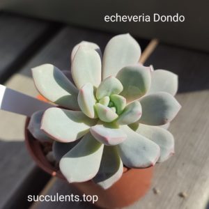 echeveria dondo