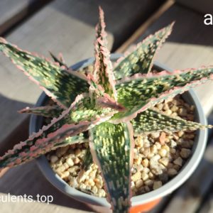 aloe cv