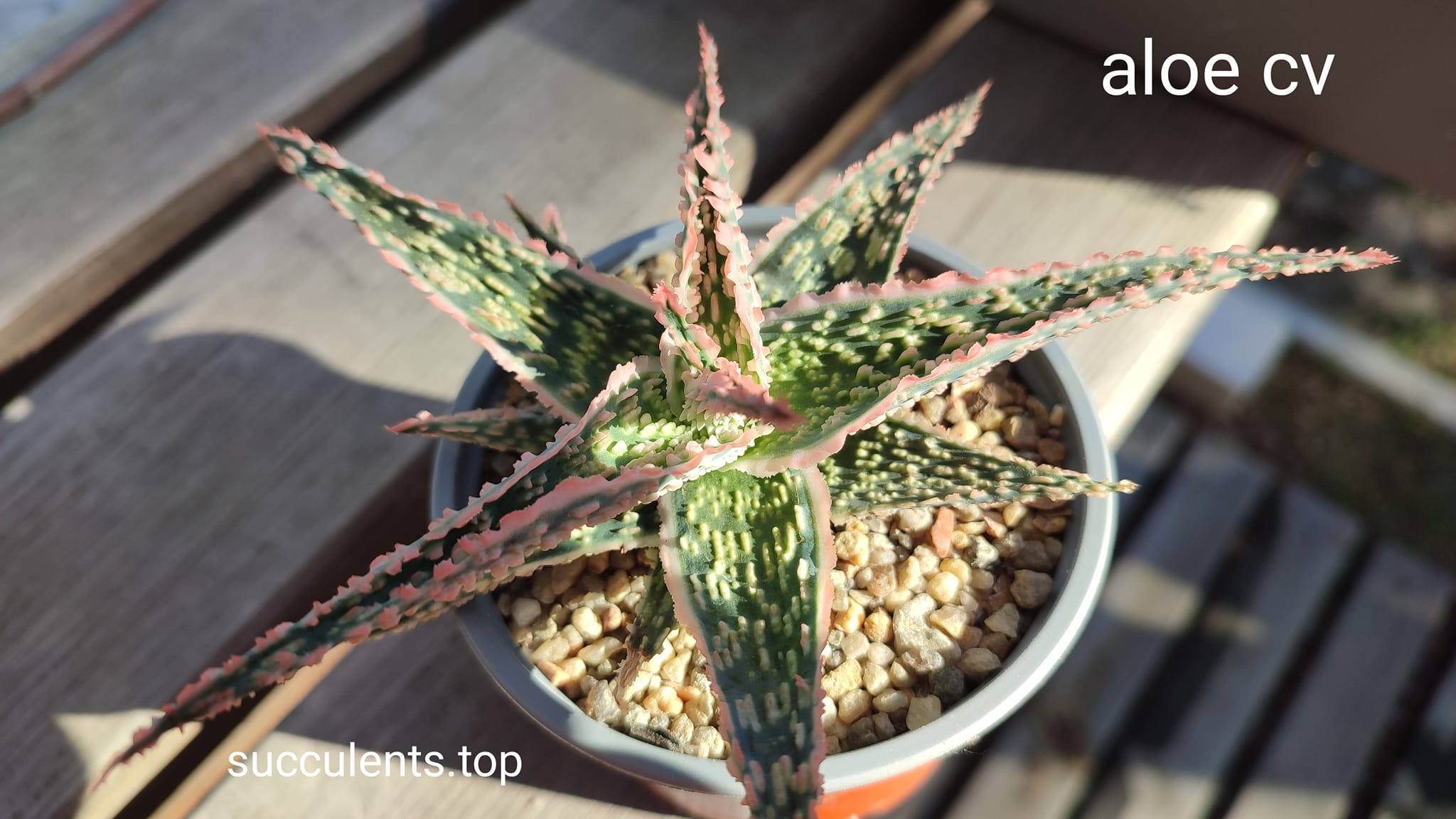 aloe cv