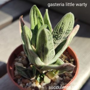 gasteria little warty