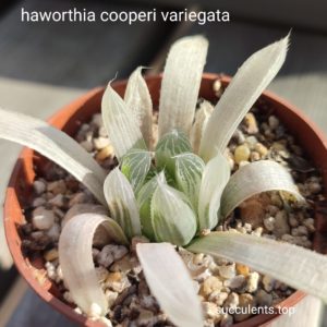 haworthia cooperi variegata