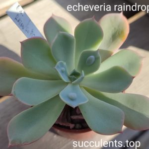 echeveria raindrops
