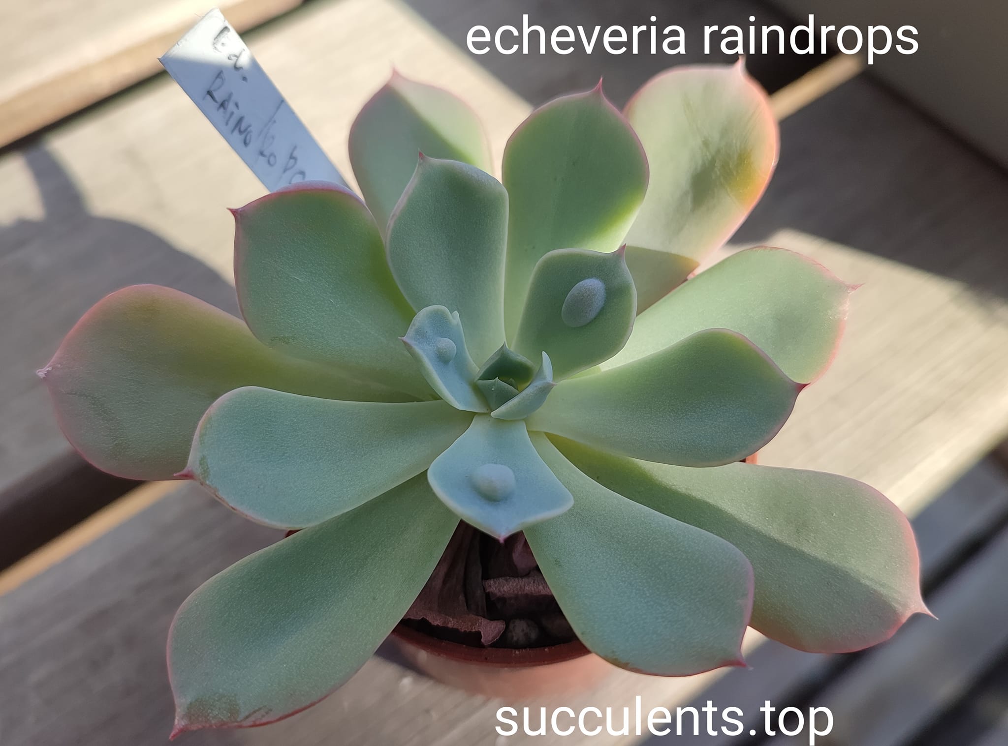 echeveria raindrops
