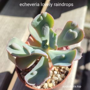 echeveria Lovely raindrops