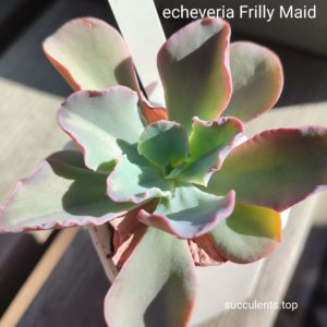 echeveria  frilly maid