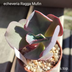 echeveria ragga mufin
