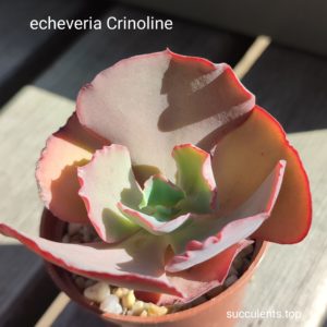 echeveria crinline