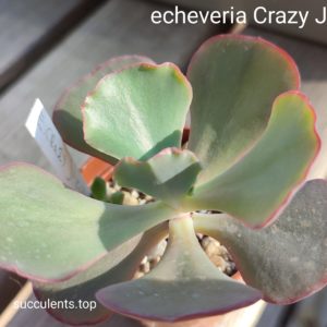 echeveria Crazy Joker