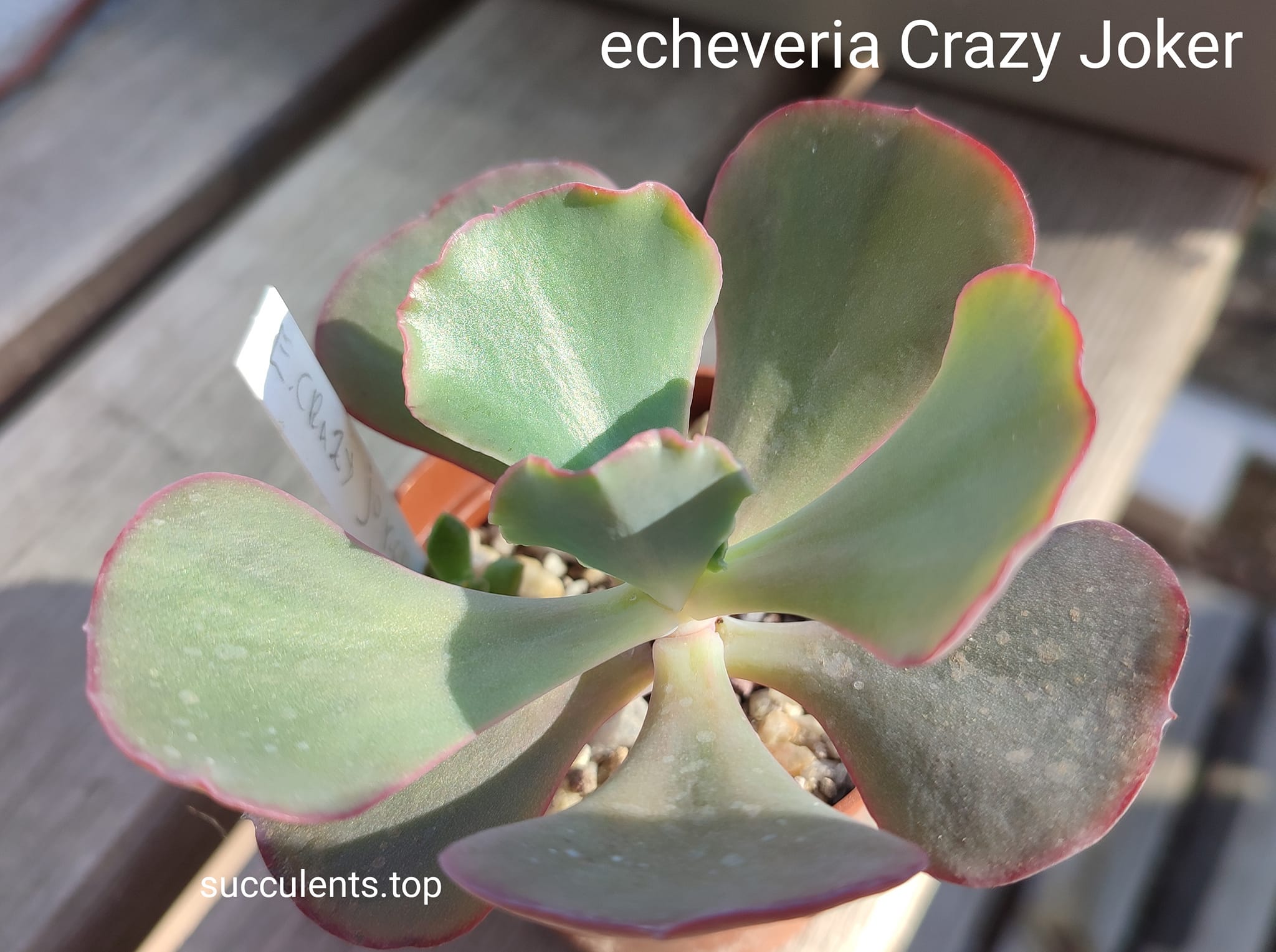 echeveria Crazy Joker