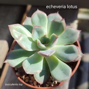 echeverie lotus