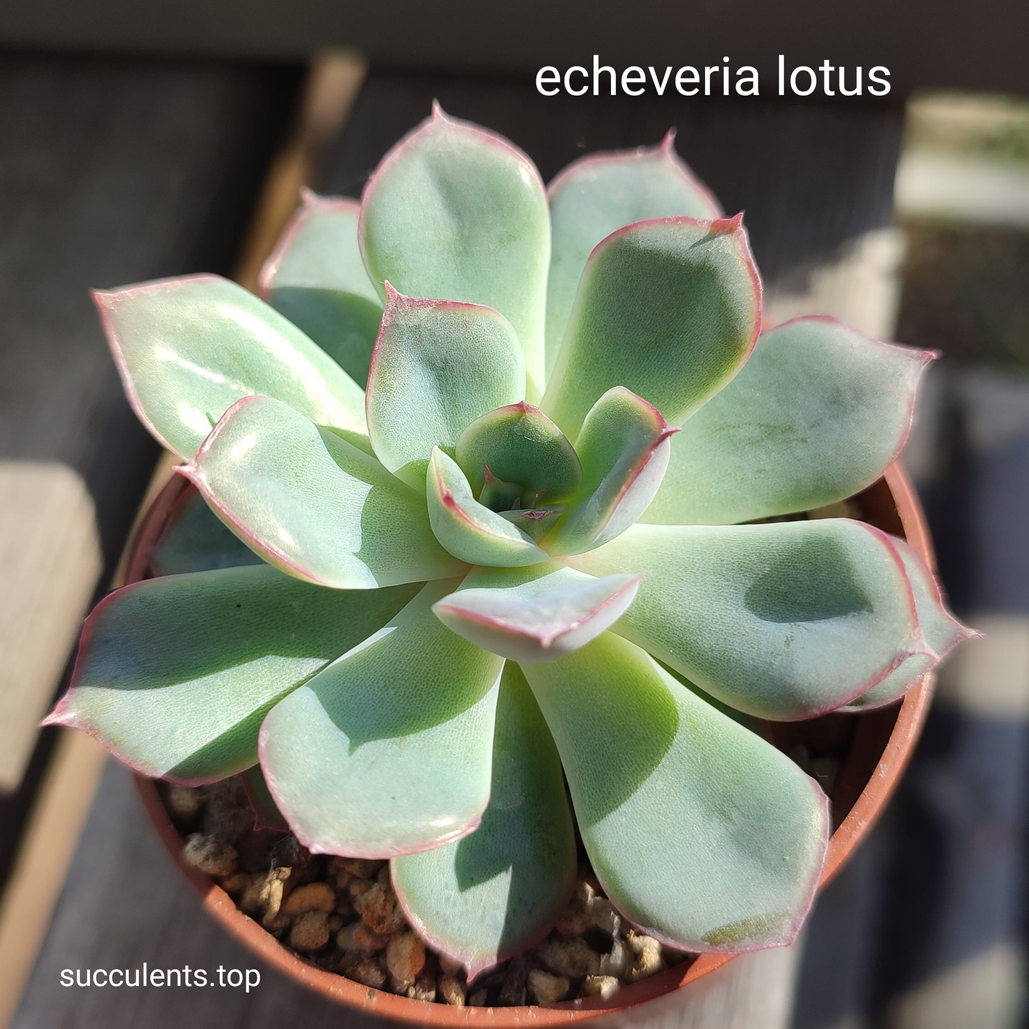 echeverie lotus