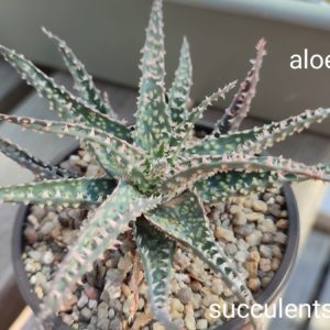 aloe cv