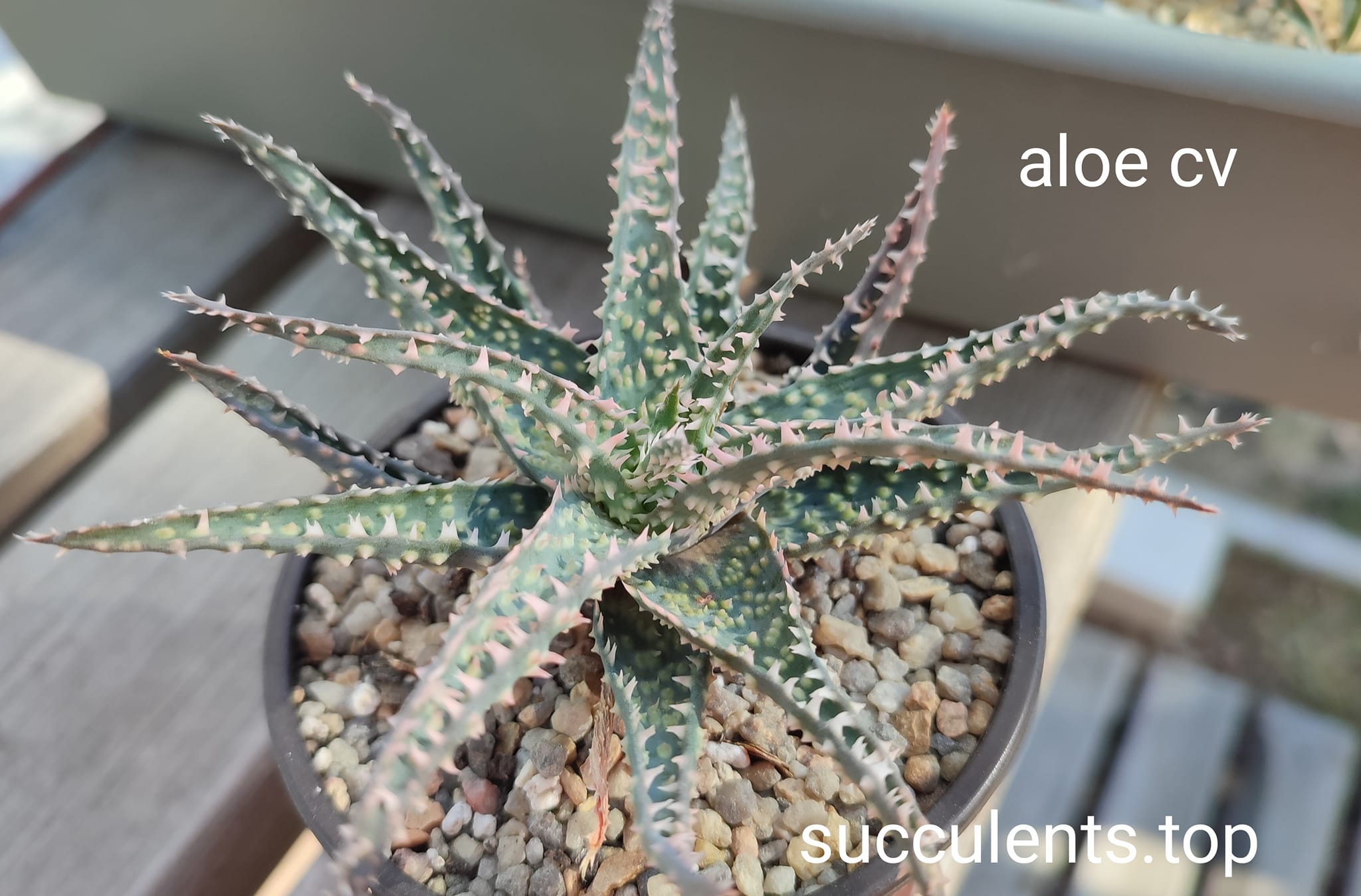 aloe cv