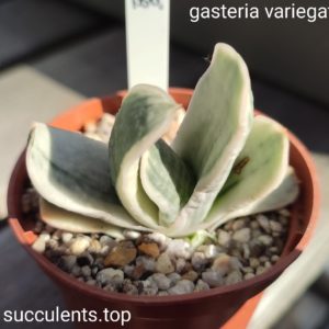 gasrteria sp variegata