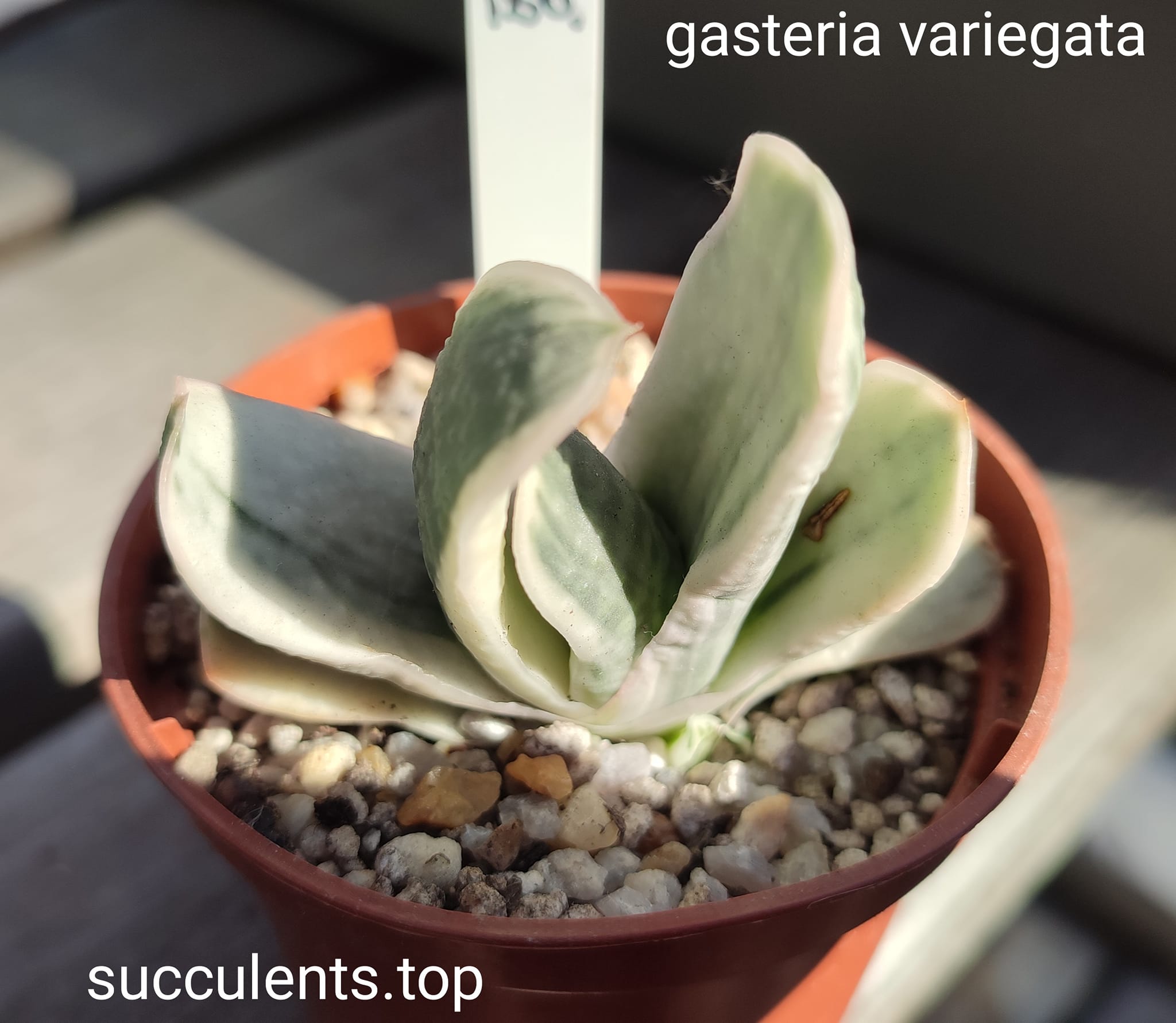 gasrteria sp variegata