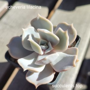 echeveria lilacina
