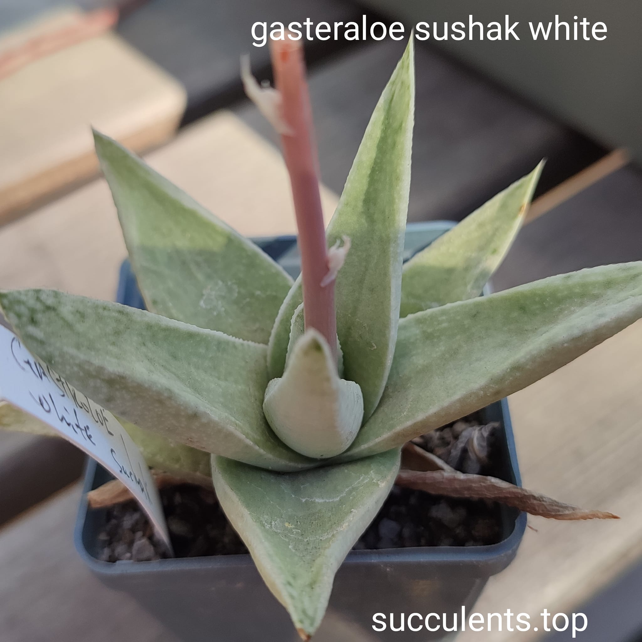 gasteraloe sushak white