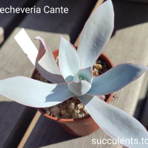 echeveria cante