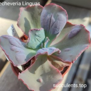 echeveria linguas