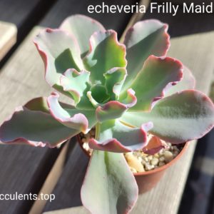 echeveria frilly maid