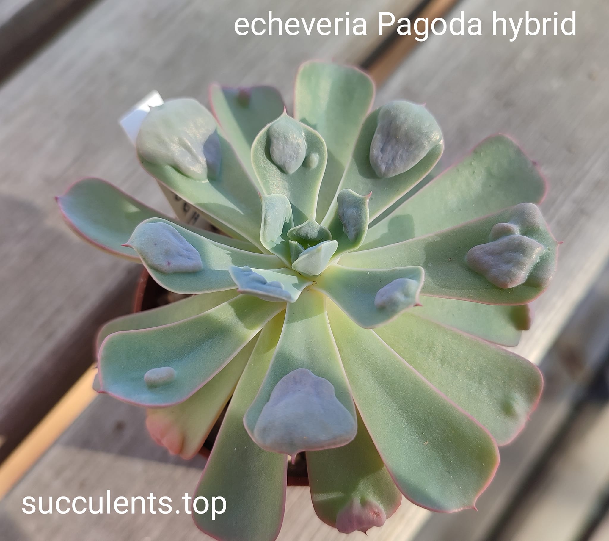 echeveria Pagoda hybrid