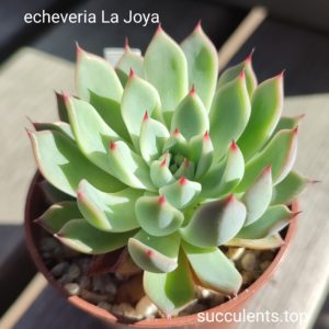 echeveria La joya