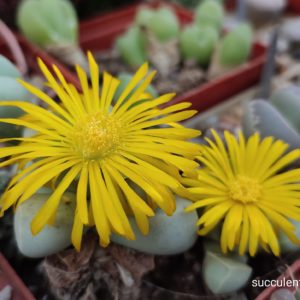 насіння lapidaria margaretae seeds