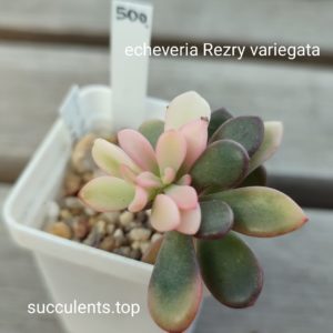echeveria rezri variegata