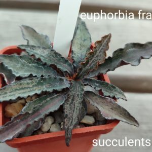 euphorbia francoisii