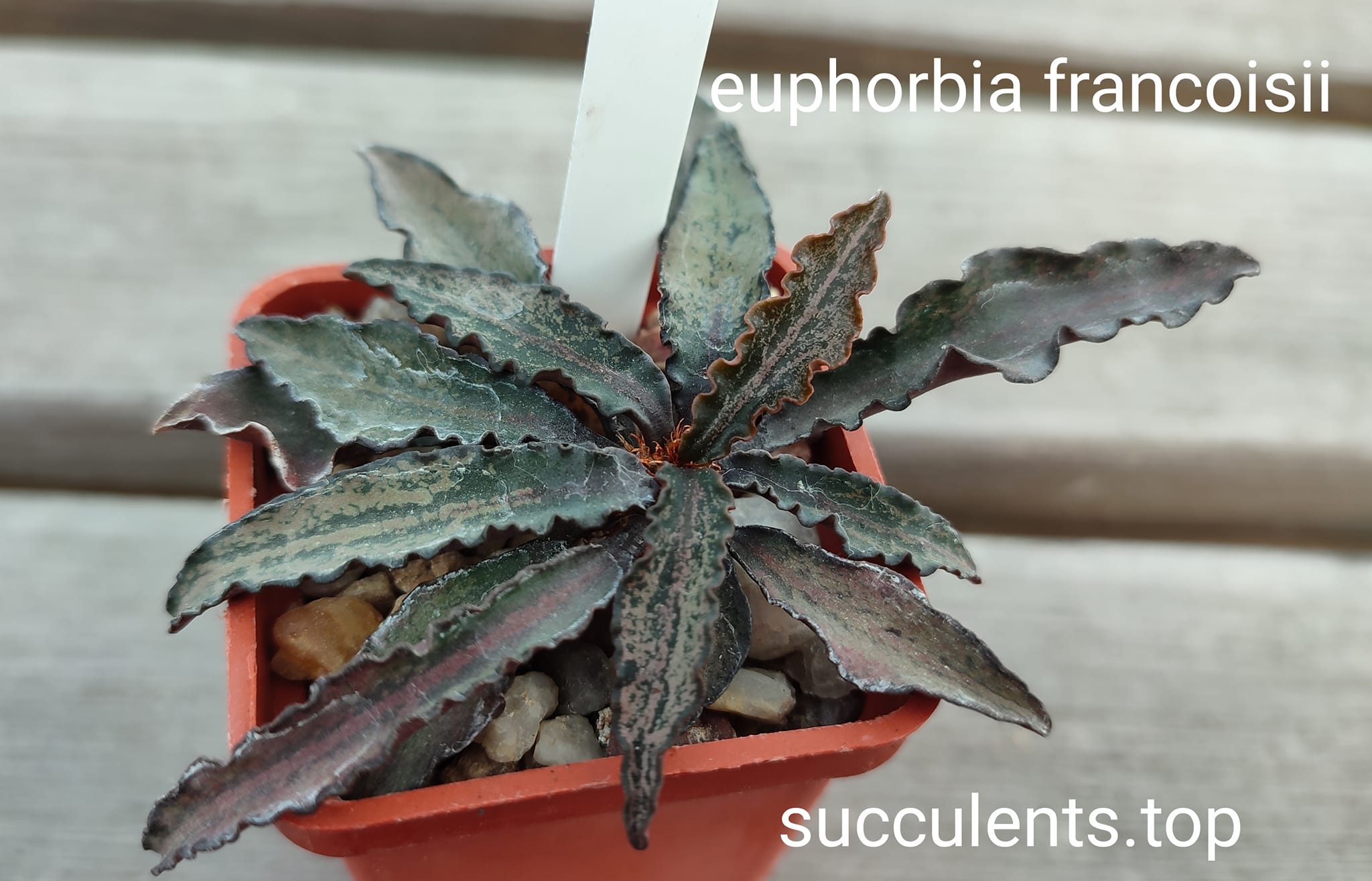 euphorbia francoisii