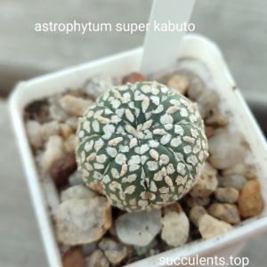 astrophytum super kabuto