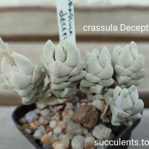 crassula deceptor