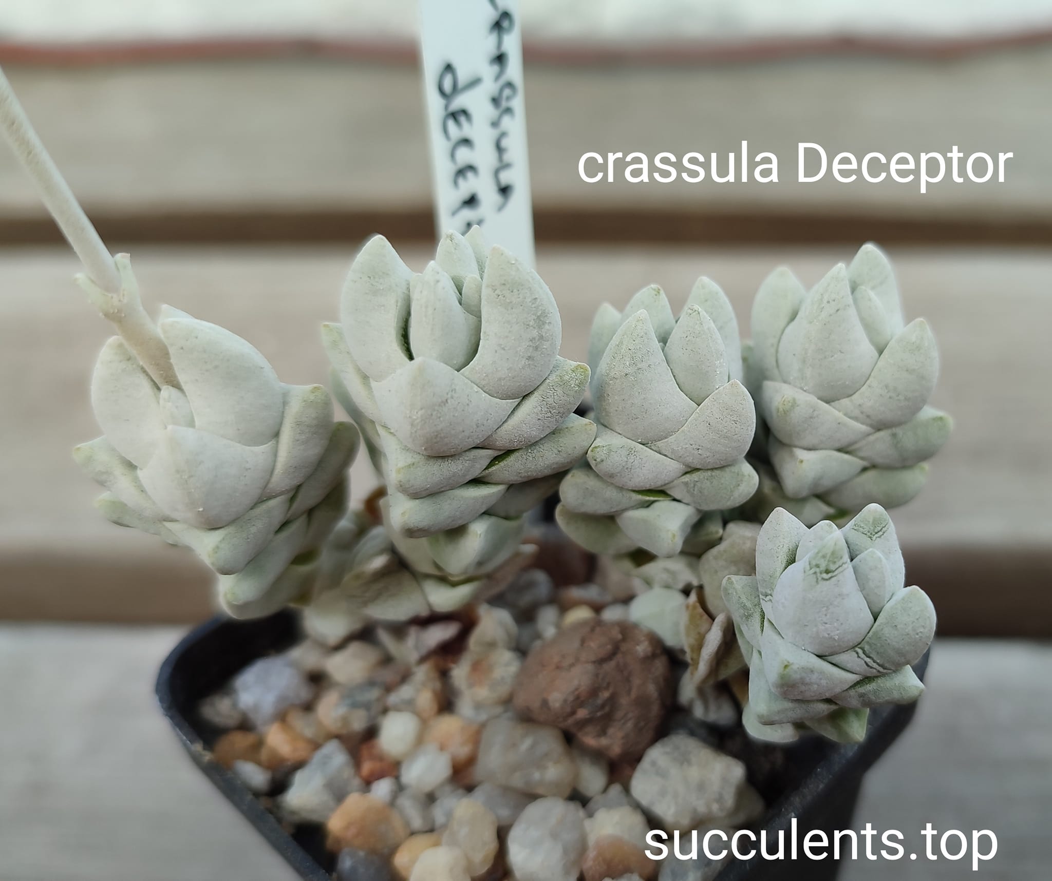 crassula deceptor