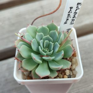 echeveria minima pueblo tasquila