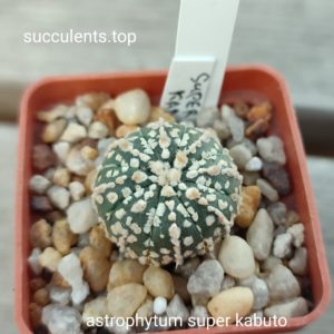 astrophytum super kabuto