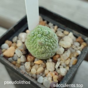 pseudolithos
