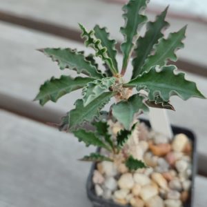 euphorbia capsaintemariensis