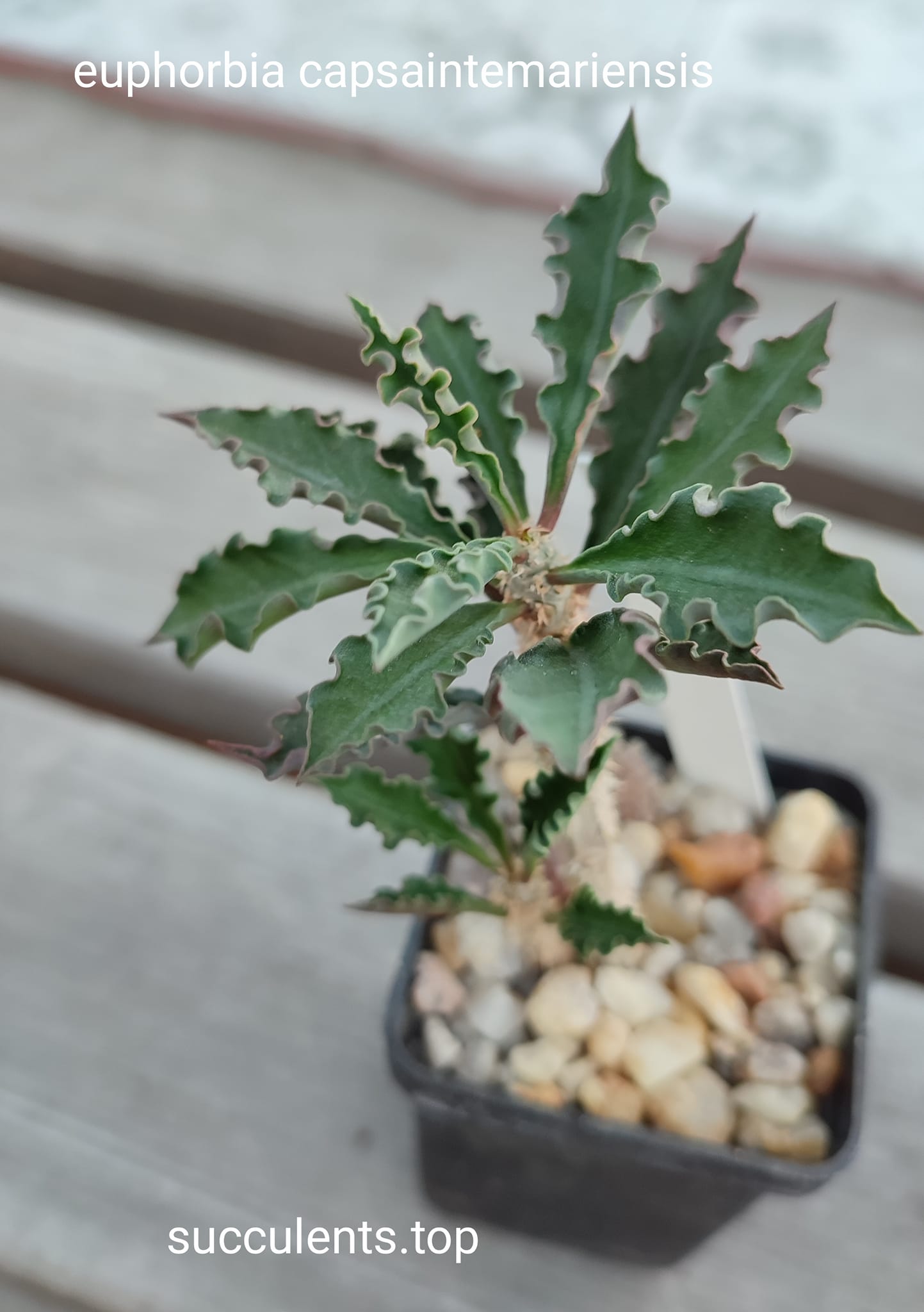 euphorbia capsaintemariensis