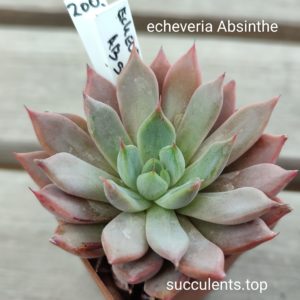 echeveria absinthe
