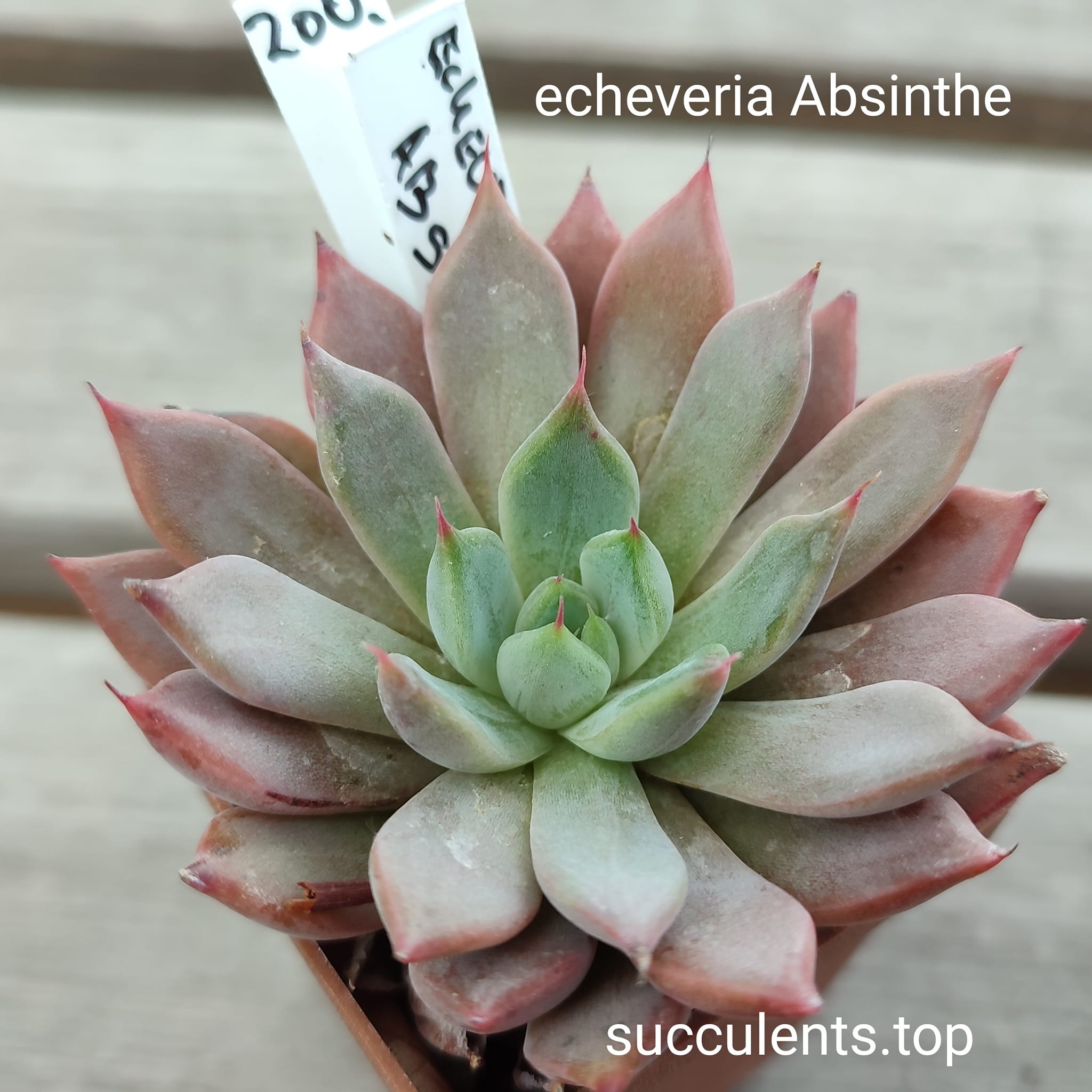 echeveria absinthe