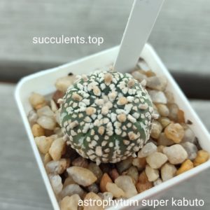 astrophytum super kabuto