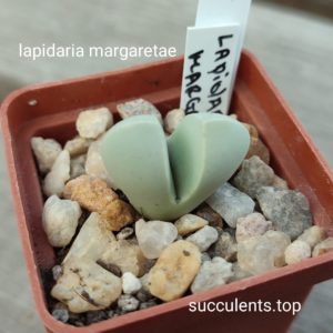 lapidaria margaretae