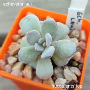 echeveria laui