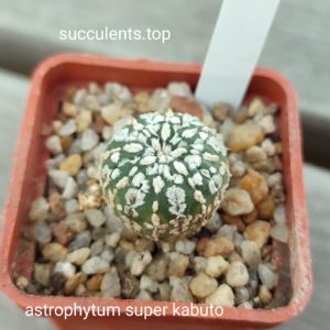astrophytum super kabuto