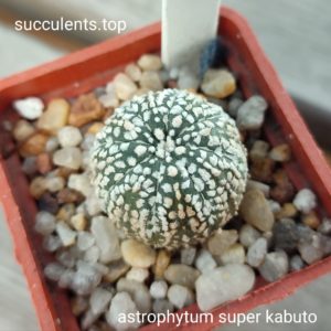 astrophytum super kabuto