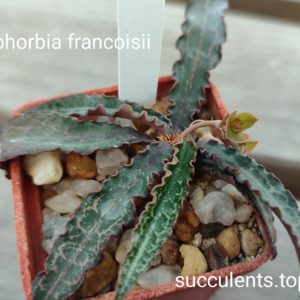 euphorbia francoisii